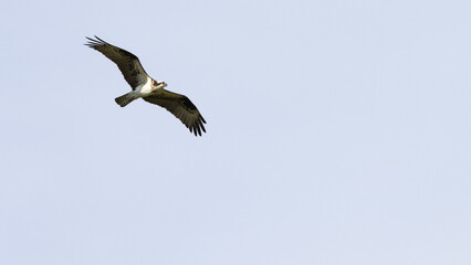 Fototapeta na wymiar Osprey soaring in sky - wings spread wide
