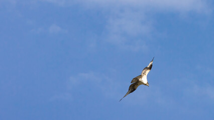 Osprey soaring from behind against blue sky