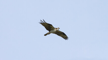 Osprey flying in open sky 