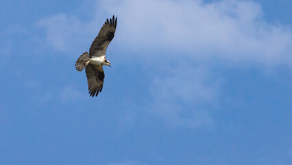 Osprey open full wingspan against blue sky