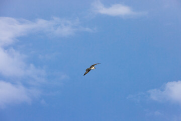 Osprey soaring in sky from behind