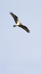 Osprey against blue sky - vertical framing