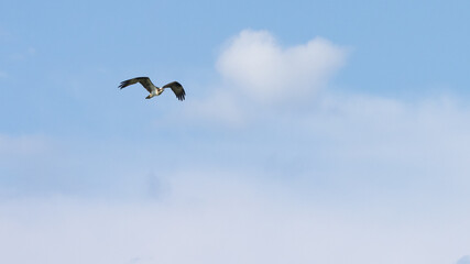 Osprey bird of pray flying mid swoop in 