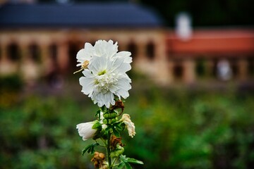 Weiße Blume mit grünem Hintergrund 
