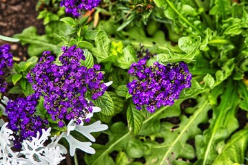 Kleine lila Blumen mit grünen Blättern 