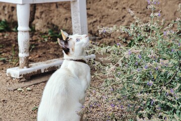 Glückskatze wilde Katze mit blauen Augen