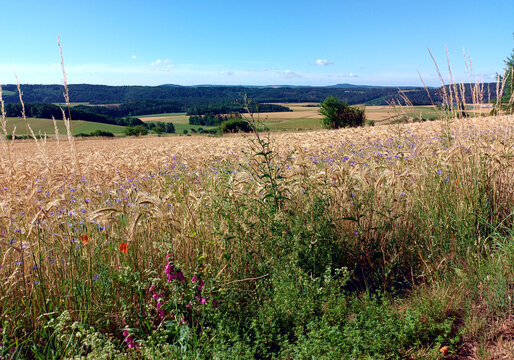 Wiese mit bl&uuml;henden Blumen vor gr&uuml;nen H&uuml;geln in der N&auml;he des Ortes Wanderath in der Vulkaneifel im Landkreis Mayen-Koblenz, Rheinland-Pfalz. Aussicht vom Wanderweg Traumpfad Wanderather