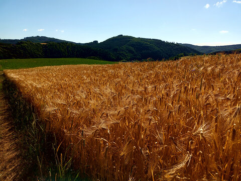 Goldenes Getreidefeld bei Wanderath in der Vordereifel mit geschwungener Fahrspur und gr&uuml;nen bewaldeten H&ouml;hen im Hintergrund.