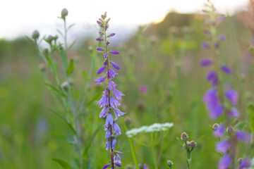 Bluebell in meadow. Small blue flowers (Campanula bononiensis) in summer meadow.