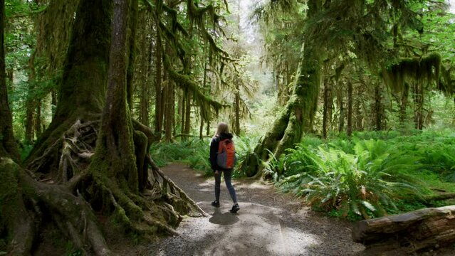 Scenic view of tropical landscape with diverse ecosystem. Female traveler with a backpack wandering through tropical jungles with giant pines. High quality 4k footage