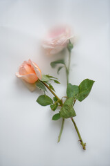 Original pink roses on a light background