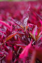 Red Aerva sanguinolenta (L.) Blume with a natural background