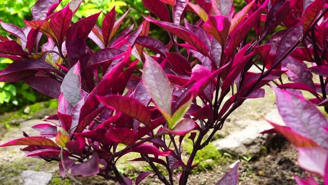 Red Aerva sanguinolenta (L.) Blume with a natural background