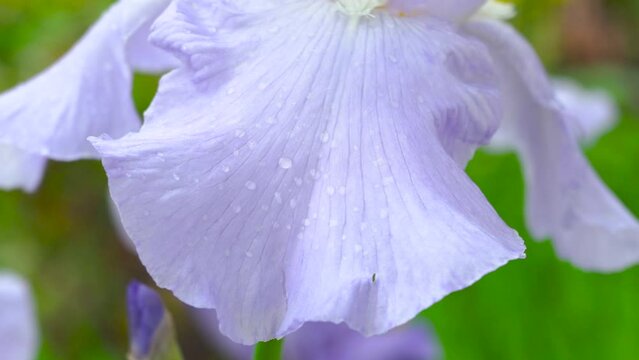 Petal  Iris Germanica Flower with dew,Beautiful Petal Iris Flower Details 4K Close-Up Footage
