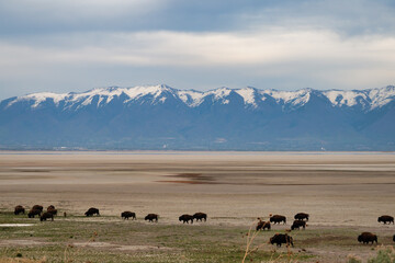 A herd of bison roaming the Great Salt Lake of Utah