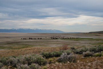A herd of bison roaming the Great Salt Lake of Utah