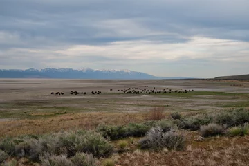 Foto auf Acrylglas A herd of bison roaming the Great Salt Lake of Utah © mdurson
