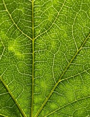 Green leaf with veins close up