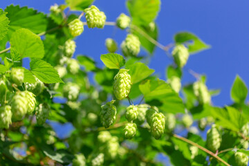 Hop cones on a plantation in front of clear blue sky.