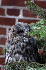the gray owl - puszczyk mszarny - sowa mszarna - Strix nebulosa - obrazy, fototapety, plakaty