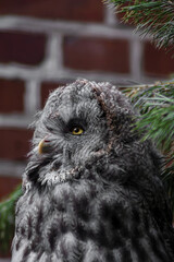 the gray owl - puszczyk mszarny - sowa mszarna - Strix nebulosa