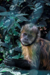 close up on a monkey