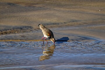 A Southern lapwing found on Xangri-lá Beach, Rio Grande do Sul, Brazil.