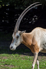 a saber-horned antelope - sable onyx antelope - onyks szablorogi - obrazy, fototapety, plakaty