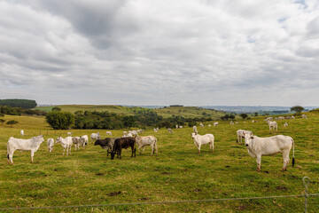 Fototapeta na wymiar Vacas 