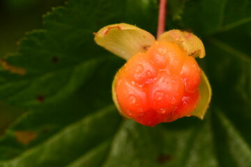 Cloudberry berry in raindrops in summer on green leaf delicious food natural fresh fruit