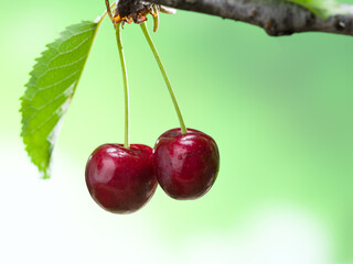  Fresh cherries hanging on a cherry tree branch