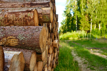 Forest pine and spruce trees. Log trunks pile, the logging timber wood industry. Wide banner or panorama wooden trunks.