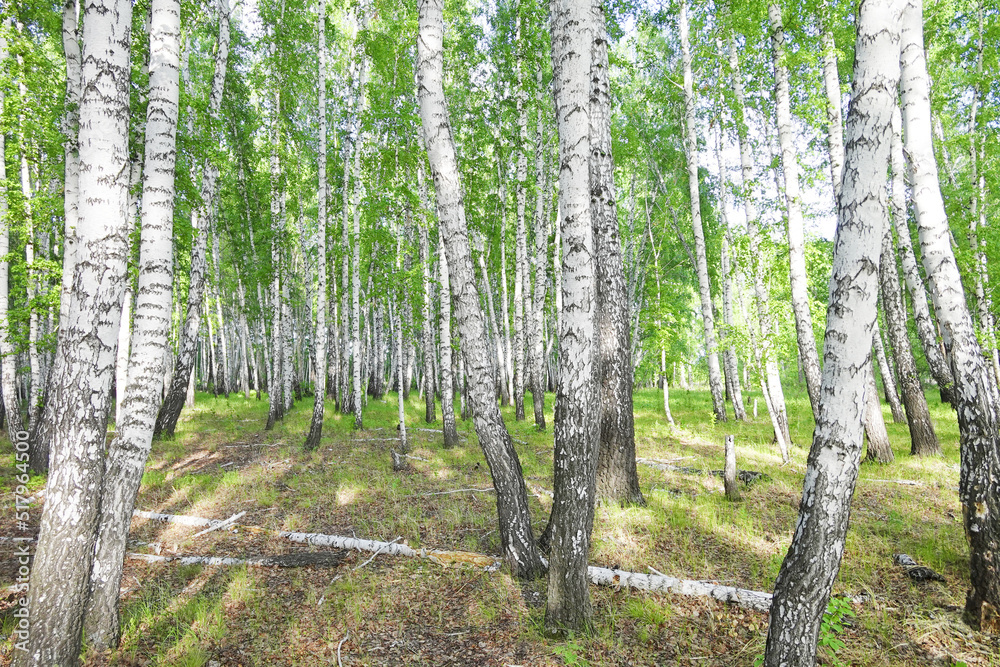 Wall mural Birch forest