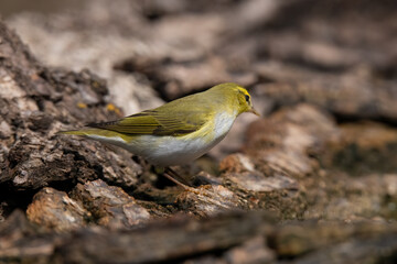 Wood warbler on Puszta Eldorado Hungary.