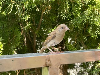 close-up of a sparrow sitting on a metal beam against a blurred background of greenery