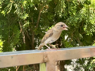 close-up of a sparrow sitting on a metal beam against a blurred background of greenery