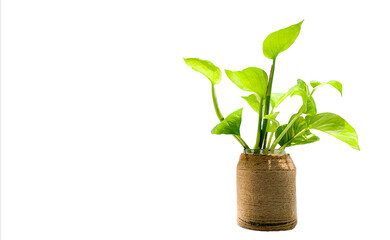 Fototapeta na wymiar Potted plant isolated with white background