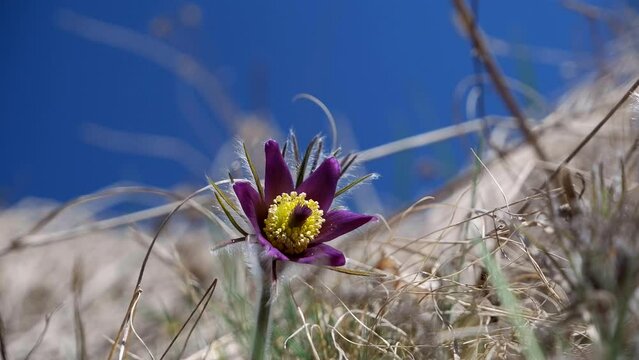 common pasqueflower flowering plant, deep violet bloom flowers on hairy stem in old dry grass field and blue sky, tender inflorescence in warm direct sunlight, understanding beauty of nature concept