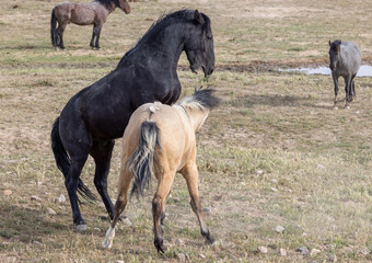 Wild Horse Stallions Fighting in the Utah Desert