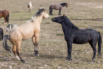 Wild Horse Stallions Fighting in the Utah Desert