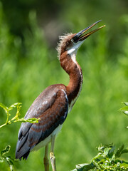 baby tri-colored heron perched in a tree