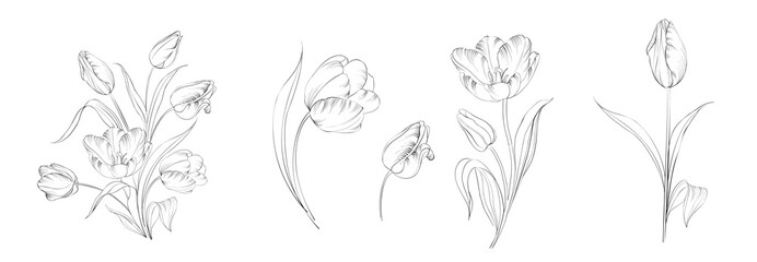 Set of differents convolvulus on white background.