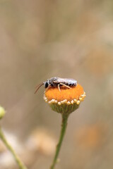 fly on a flower from the garden