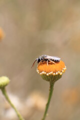 view from the garden fly on the flower