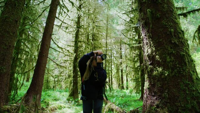 Woman enjoys giant, ancient pines and takes photos of diverse natural landscape. Caucasian girl with a camera during an outdoor photoshoot in the park. High quality 4k footage
