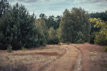 Obraz premium road in the woods