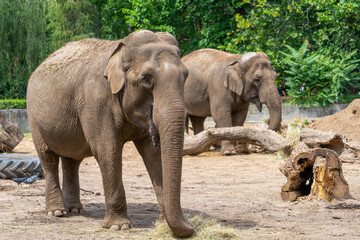 Fototapeta Słoń w wrocławskim zoo. obraz
