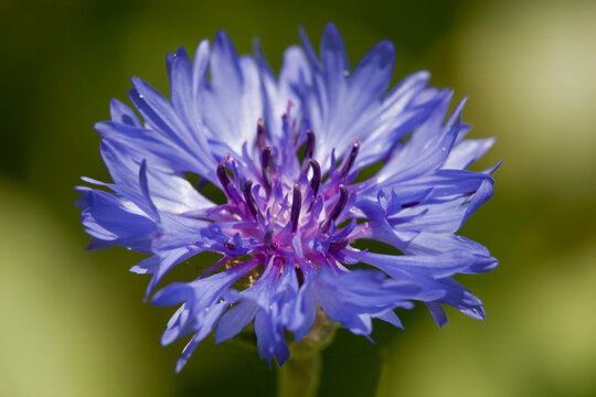 A blue and purple Conflower Wildflower