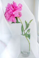 Beautiful pink peony in glass vase on table. Vertical. Still life for holiday or wedding background. Toned filter