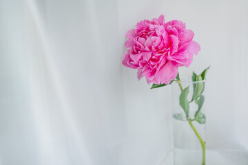 Beautiful pink peony in glass vase on table. Still life for holiday or wedding background. Toned filter. Copy space